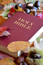 bible between colorful autumn leaves. 