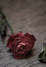 Withered rose.