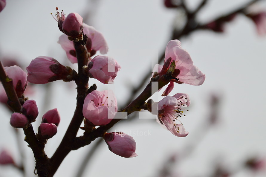 pink buds blooming at a peach tree in spring. 