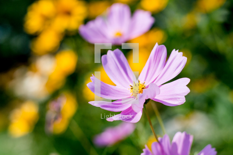 yellow and purple flowers 