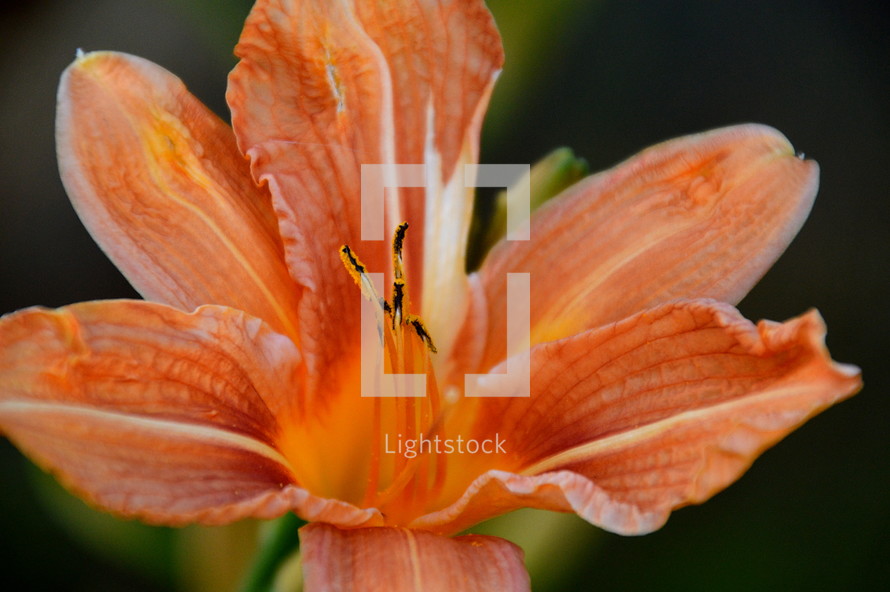 bright orange lily