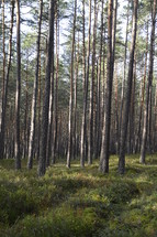 tall pine trees in a forest 
