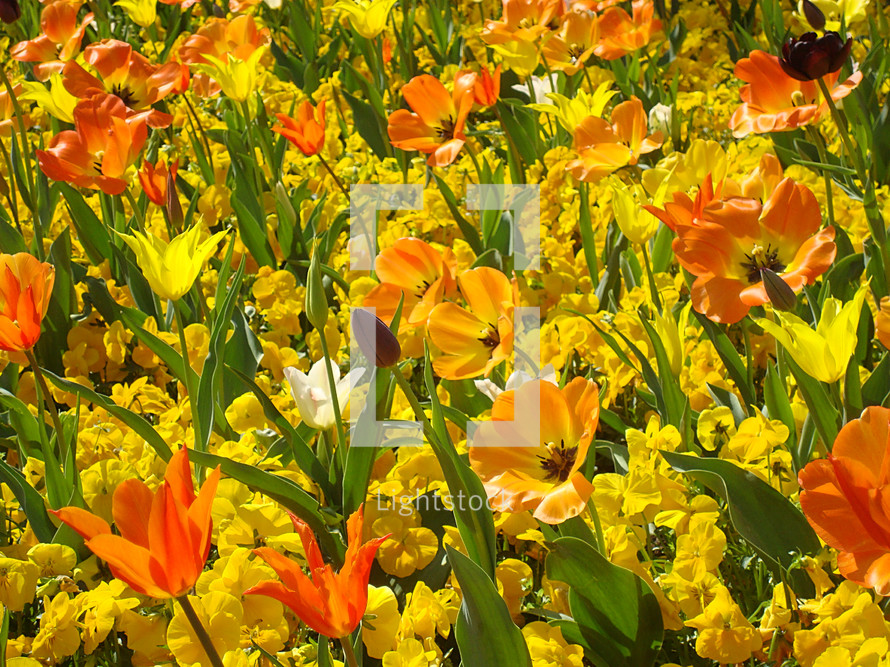 meadow of tulips, 
tulips, orange, yellow, purple, tulip, meadow, bloom, blossom, bright, spring, summer, flower, creation, green, beauty, beautiful, nice, lovely, fine, pleasant, fair, pretty, plant, sun, sunshine, flourish, outdoor, nature, vegetation, grow, growth, earth, world, natural, leaves, leaf, white, mother's day, mother, mom, mum, mommy, March, April, May