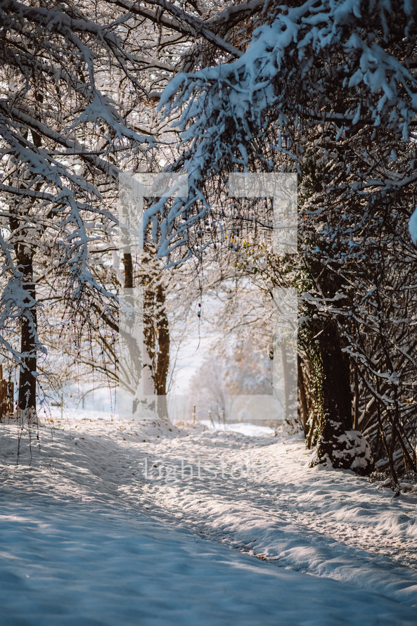 A path between trees in winter scenery