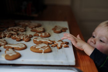 a toddler licking icing off Christmas cookies 