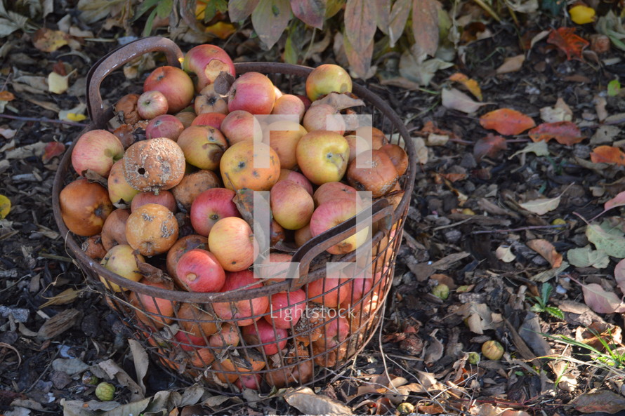 basket of apples 