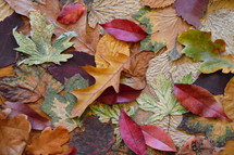 colorful autumn leaves. 
autumn, fall, leaf, leaves, colorfully, colorful, multicolored, change, changed, changing, fallen, season, seasons, bright, red, orange, yellow, brown, dead, dying, die, death, dead leaves, background, sad, sadly, blue, unhappy, gloomy, sorry, sorrowful, mourn, mournful, mournfully, desolate, woeful, upset, dolorous, tearily, tear, tears, plant, nature, outdoor, green, grey, lonely, natural, October, November, mood, vanish, pass, fallen off, texture, leaf pile, sadness, grief, sorrow, mourning, misery, depression, dolorousness, pain, hurt, anguish, dolorous