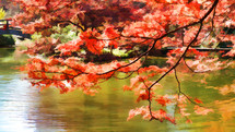 red fall leaves on a tree branch over a pond 