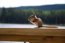 chipmunk on a deck railing 