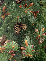 Pine cones on a pine tree.