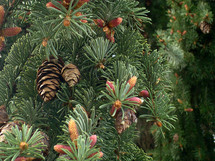 pine needles and pine cones 