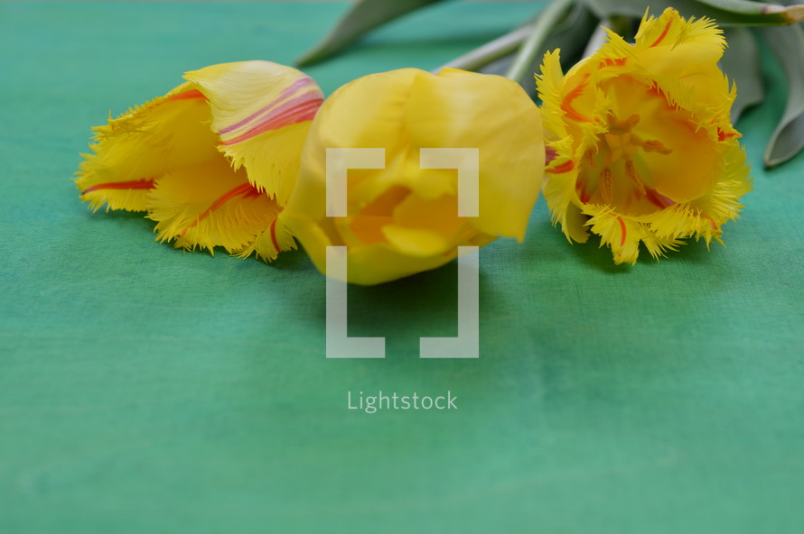 yellow tulips on a green background 