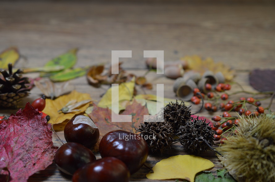 collection of fall nature items 