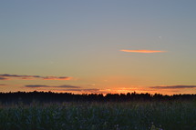 corn field at sunset 