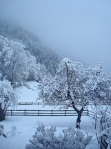 wintry mountain scene with snow covered trees. 