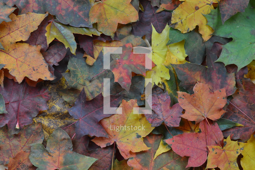 autumn leaves background 