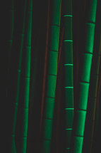 Bamboo trees at night
