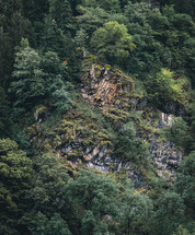 Rocky slope in the forest