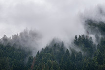 Foggy and rainy spruce forest