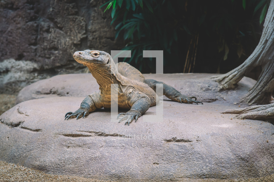 Komodo dragon on a rock