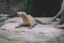 Komodo dragon on a rock