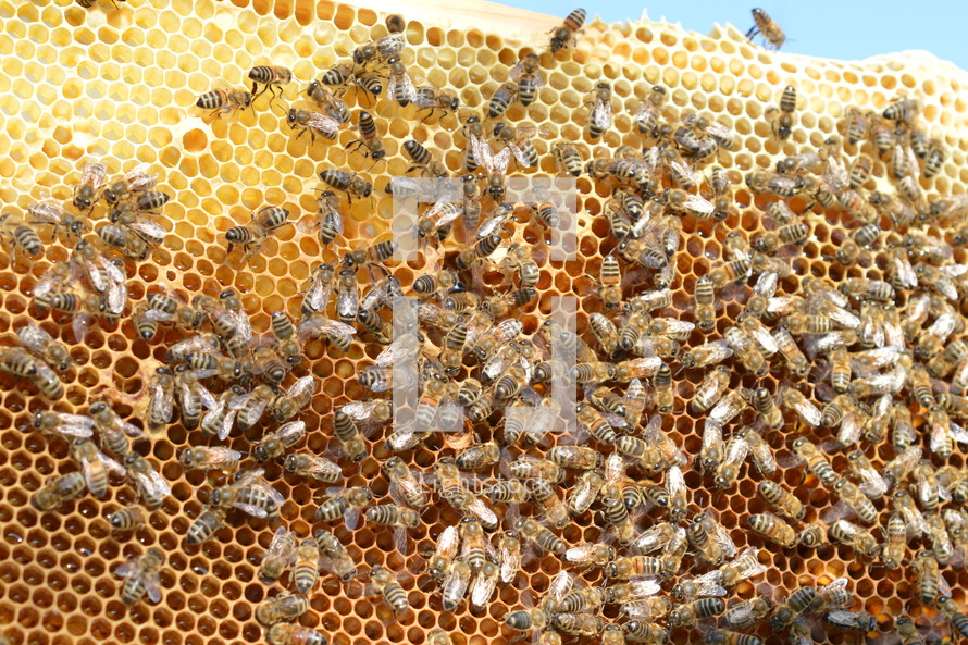 bees on a honeycomb 