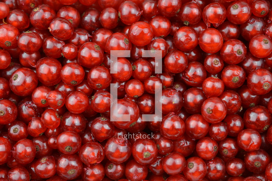red currant berries background 