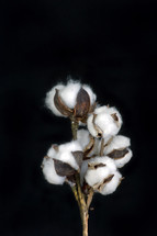 cotton sprigs 