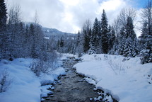 stream and winter forest 
