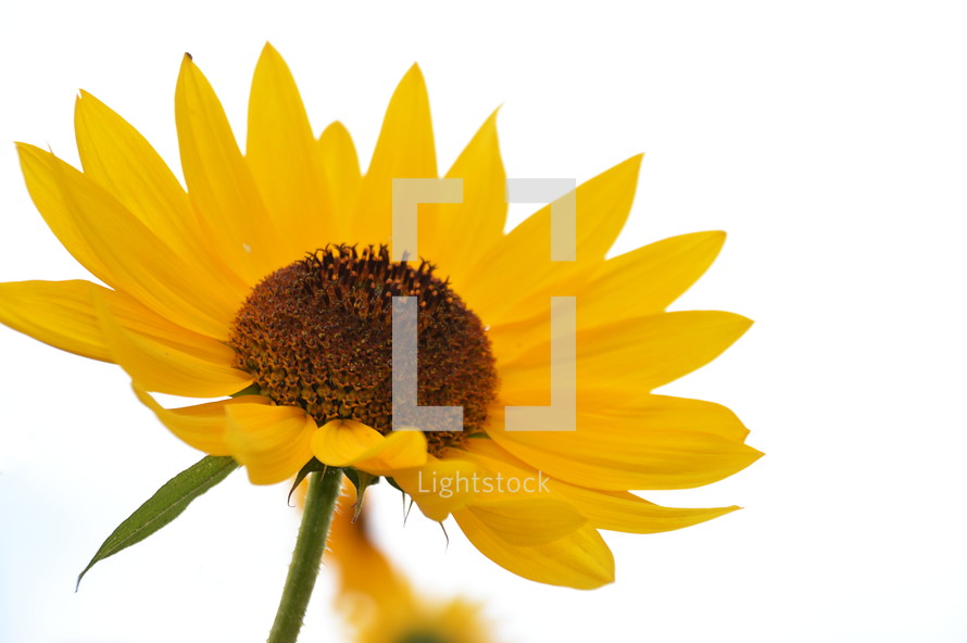 yellow flower against a white background. 