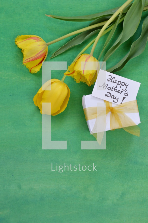yellow tulips on a green background and gift box for mother's day