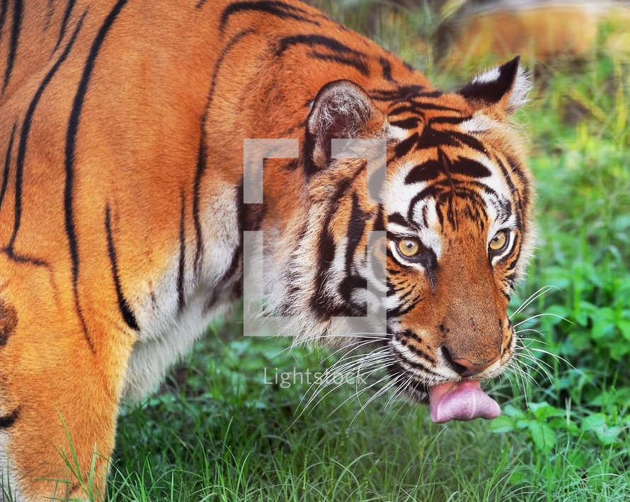 Tiger at a zoo 