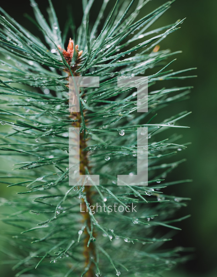 Raindrops on a pine tree close-up