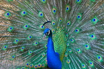 Peacock's shimmering display