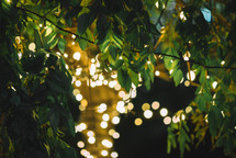 Green leaves and light bulbs at night