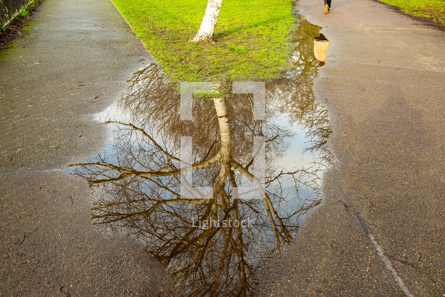 reflection of bare tree branches in a puddle 