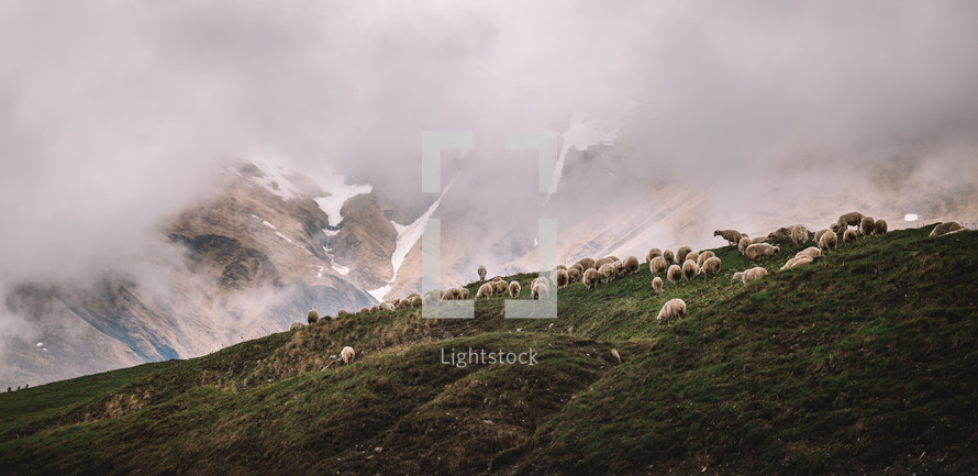 Sheep in the foggy mountains