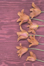 red orange tulips on a wooden background 