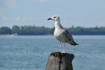 seagull on a post 
