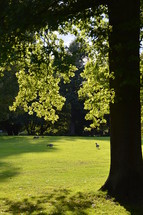 geese on green grass in a park 