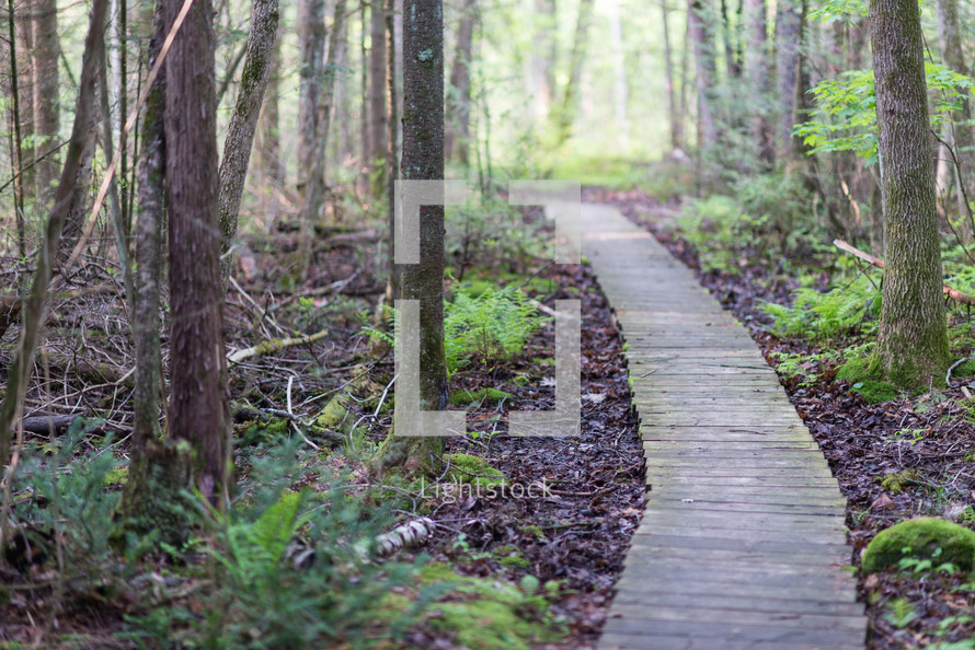 wooden boardwalk path through the woods 
