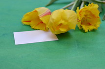 yellow tulips on a green background and blank notecard 