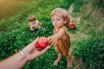 Cute Little Toddler Boy Takes Ripe Red Apples From Mom. Brothers In Garden