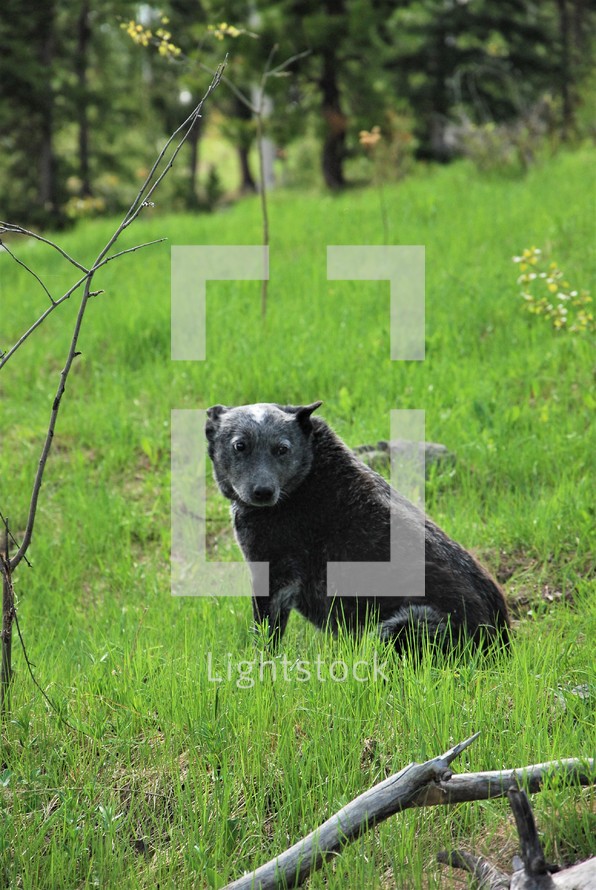 dog in a field of grass 