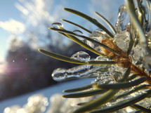 Ice on pine needles.