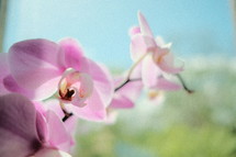 pink orchid closeup 