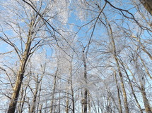 Ice on dorman trees.