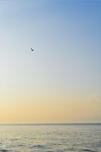 seagull over the ocean 