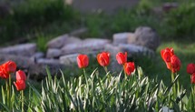 red tulips in a flower bed 