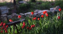 Tulip Haven (red tulips and bench) 